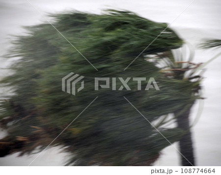 Strong wind during Hurricane Norma October 2023 La Paz Baja California Sur 108774664