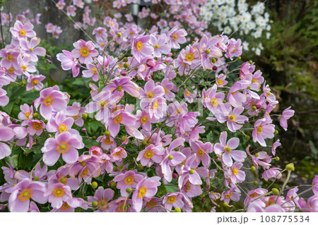 ガーデンで咲く美しいシュウメイギクの花 108775534