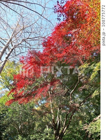 一碧湖の遅い初冬の景色 一碧湖の遅い初冬の景色 108775772