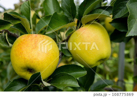果樹園の美味しい品種のリンゴ ぐんま名月 108775869