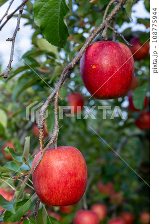 果樹園の美味しい品種のリンゴ　あいかの香り 108775944