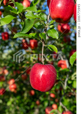 果樹園の美味しい品種のリンゴ あいかの香り 果樹園の美味しい品種のリンゴ あいかの香り 108775945