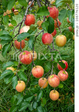 果樹園の美味しい品種のリンゴ　シナノドルチェ 108776120