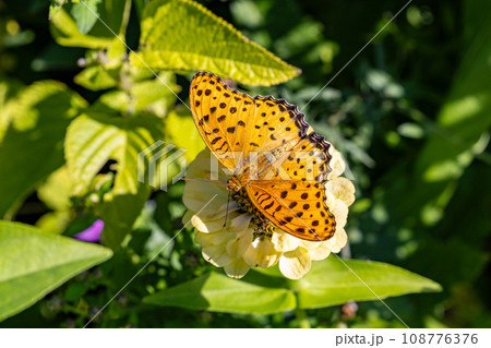 百日草にとまるツマグロヒョウモン蝶 108776376