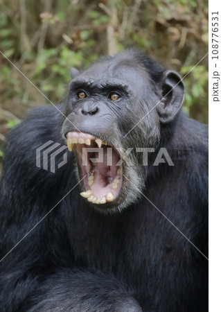 口を大きく開くチンパンジーのオス 108776531