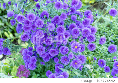 秋のガーデンで満開に咲く薄紫色のアスターの花 108776542