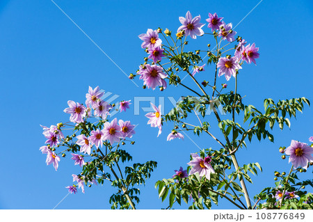 皇帝ダリア 皇帝ダリア 108776849