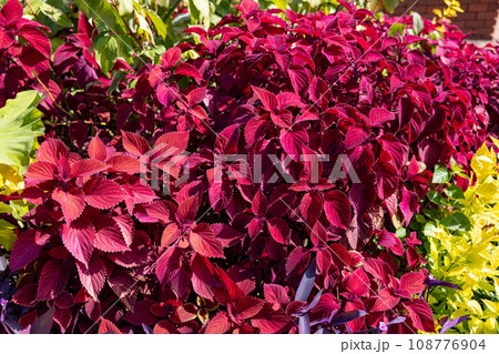 ガーデンのコリウスの美しい葉 108776904