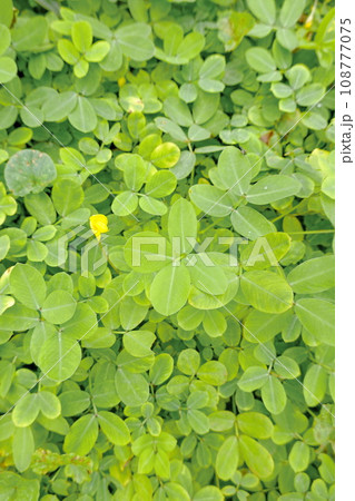 Green leaves background. Green leaves texture. Green leaf texture background Green leaves background. Green leaves texture. Green leaf texture background 108777075