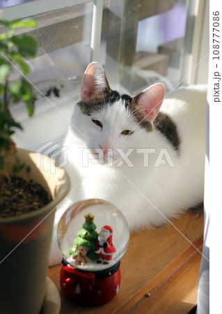 Japanese Bobtail cat looking at a Christmas snow globe by the window 108777086