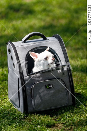 リュックの中から顏を覗かせているチワワ 108777133