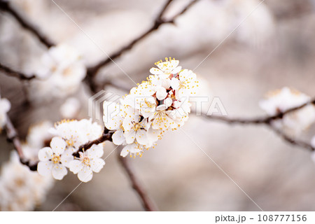 Apricot tree blossoms Apricot tree blossoms 108777156
