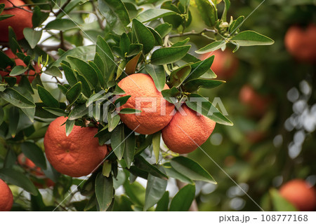 Tangerine garden with fruits 108777168