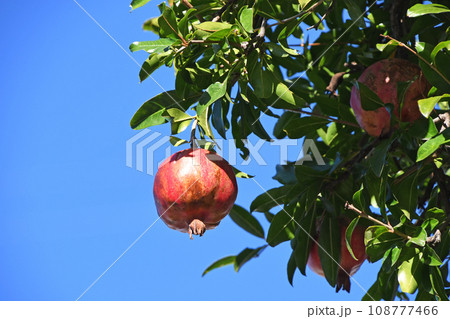 ザクロ（石榴） 108777466