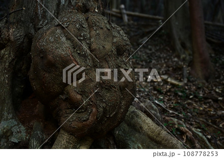 老木の根っこにできたコブ 108778253