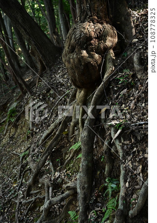 老木の根っこにできたコブ 老木の根っこにできたコブ 108778325