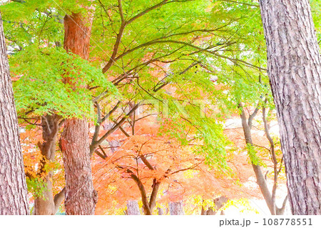 温暖化で紅葉が遅い岩手県の公園　温かい秋 108778551