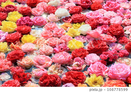 水に浮かぶ花 水に浮かぶ花 108778599