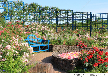 満開のバラ園 108778603