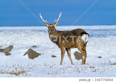 春国岱　エゾシカと流氷　冬の北海道根室観光 108778868