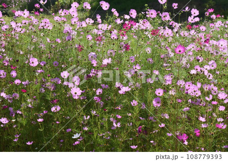 コスモスのある岩手県遠野の物語 コスモスのある岩手県遠野の物語 108779393