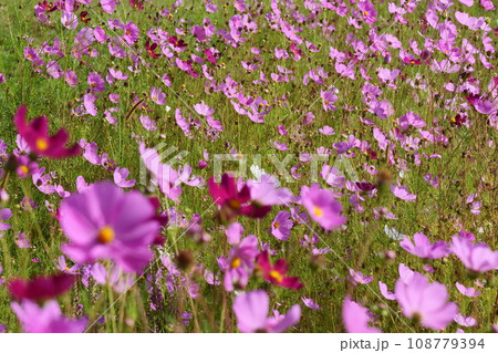 コスモスのある岩手県遠野の物語 コスモスのある岩手県遠野の物語 108779394