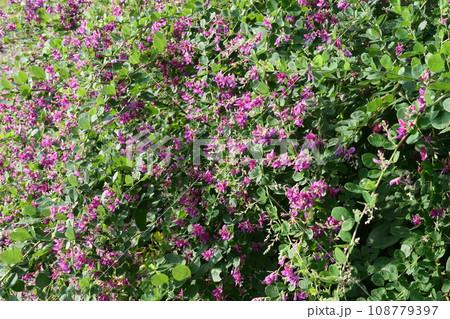 あでやかなピンクだがどこか奥ゆかしい宮城野萩 あでやかなピンクだがどこか奥ゆかしい宮城野萩 108779397