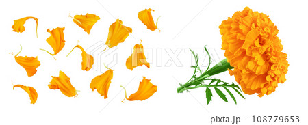 petals of fresh marigold or tagetes erecta flower isolated on white background with full depth of field. Top view. Flat lay petals of fresh marigold or tagetes erecta flower isolated on white background with full depth of field. Top view. Flat lay 108779653