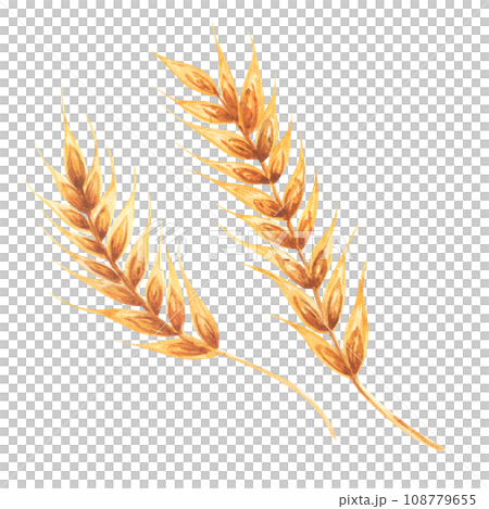 Ears of wheat. Watercolor hand drawn illustration, isolated on white background. Bakery design, flyers, menus, 108779655
