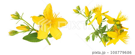 saint john's wort or Hypericum flowers isolated on white background. Top view. Flat lay 108779686