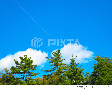 青空を背景にした松の葉 108779883