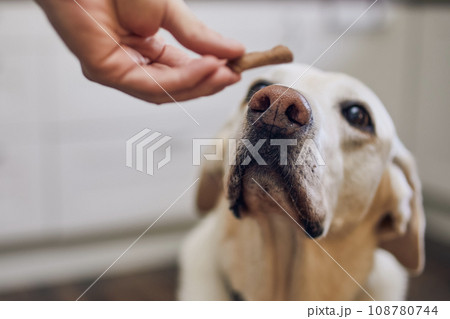 Cute labrador retriever looking up at his pet owner hand giving him cookie. Cute labrador retriever looking up at his pet owner hand giving him cookie. 108780744