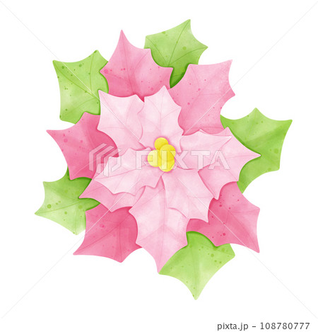 Poinsettia 108780777