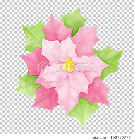 Poinsettia 108780777
