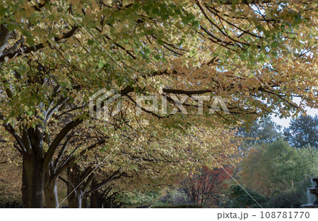 The Regent's Park in Autumn covered with golden fallen leaves. The Regent's Park in Autumn covered with golden fallen leaves. 108781770