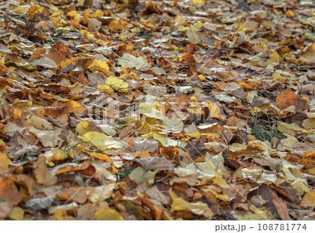 Yellow, orange and brown foliage of during leaf fall on the ground park. Yellow, orange and brown foliage of during leaf fall on the ground park. 108781774