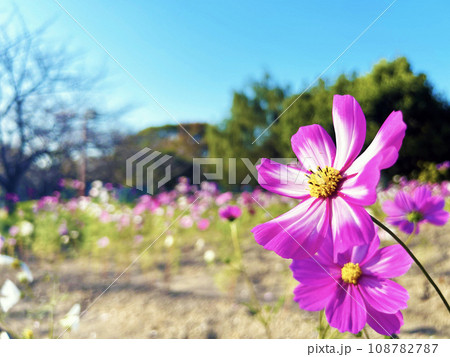 晴れた日のコスモス畑 108782787