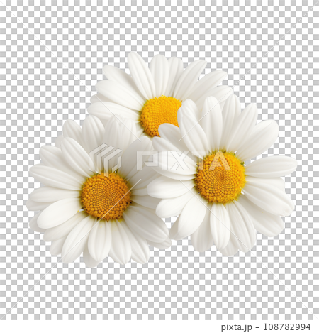 White Daisies with Golden Centers White Daisies with Golden Centers 108782994