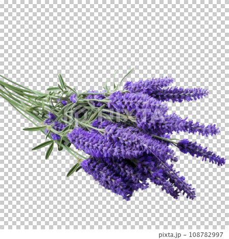 Aromatic Lavender Flowers Tied Aromatic Lavender Flowers Tied 108782997