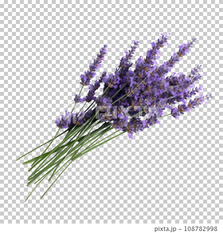 Aromatic Lavender Flowers Tied Aromatic Lavender Flowers Tied 108782998