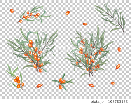 Set of sea buckthorn. Watercolor botanical illustration. Sandthorn, sallowthorn. Set for the design of invitation, patterns, cards, greetings, package design, advertising posters, labels Set of sea buckthorn. Watercolor botanical illustration. Sandthorn, sallowthorn. Set for the design of invitation, patterns, cards, greetings, package design, advertising posters, labels 108783188
