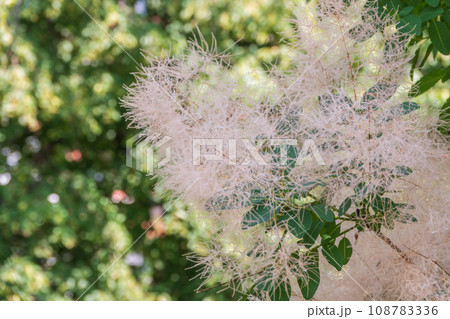 Interesting plant Cotinus coggygria, Rhus cotinus, smoke tree, smoke bush, Venetian sumach 108783336