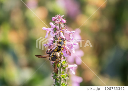 A bee collects pollen on Purple Betony flowers or Betony, Wood Betony, Bishopwort, Bishop's Wort. 108783342