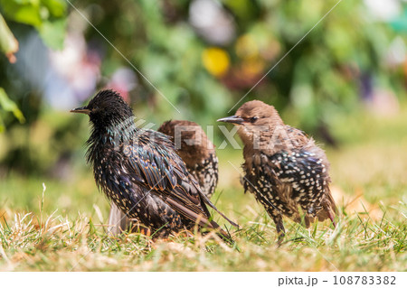 The common starling or European starling, Sturnus vulgaris, on a sprng lawn. The common starling or European starling, Sturnus vulgaris, on a sprng lawn. 108783382