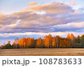 Fall colors birch trees. Empty harvested agriculture field, forest in distance. Clouds on rainy dramatic sky. Autumn wood rural landscape. November sunset. 108783633