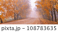 Colorful alley landscape in morning fog. Fall birch trees on dirt roadside. Autumn wood, rural view, red yellow leaves. Travel, walking. Natural tunnel. Loneliness and melancholy concept. 108783635