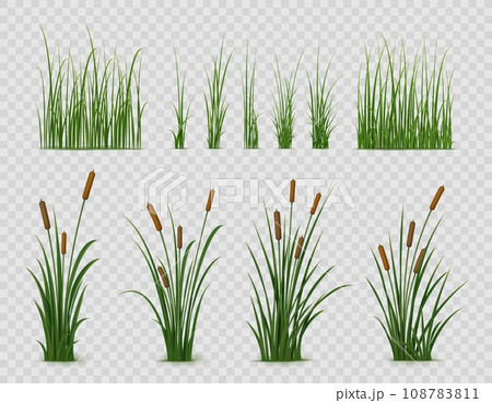 Realistic reed, sedge and grass or green plant leaves, isolated vector on transparent background. Realistic reed, pond or river nature, swamp sedge and lake grass for summer garden landscape Realistic reed, sedge and grass or green plant leaves, isolated vector on transparent background. Realistic reed, pond or river nature, swamp sedge and lake grass for summer garden landscape 108783811