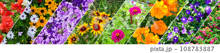 Photo collage of garden flowers. Collage. Wide photo. 108783887