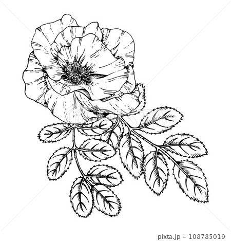 Graphic illustration of rosehip. Vector monochrome clip art of Wild rose. Outline linear hand drawn floral design element. Sketch Dog-rose, briar, brier, eglantine, canker-rose for logo, wedding print Graphic illustration of rosehip. Vector monochrome clip art of Wild rose. Outline linear hand drawn floral design element. Sketch Dog-rose, briar, brier, eglantine, canker-rose for logo, wedding print 108785019