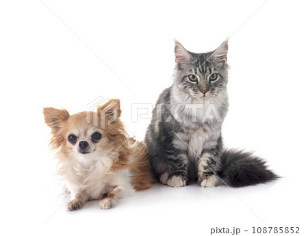 maine coon kitten and chihuahua maine coon kitten and chihuahua 108785852